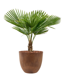 Palmboom Trachycarpus Fortunei stamhoogte 10-20 cm, totale hoogte circa 90-120 cm