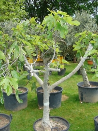 Vijgenboom (Ficus Carica) potmaat 67x52, hoogte 190 cm