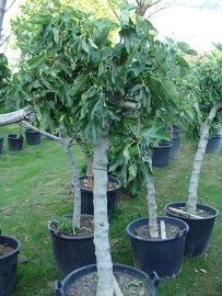 Vijgenboom (Ficus Carica) `Grumo` stamomtrek 30-40 cm