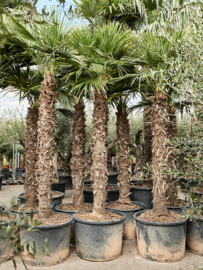 Palmboom Trachycarpus Fortunei stamhoogte 180-200 cm, totale hoogte circa 320-340 cm