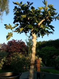 Vijgenboom (Ficus Carica) `Grumo` stamomtrek 30-40 cm