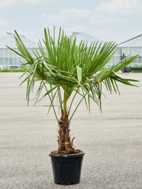 Palmboom Trachycarpus Fortunei stamhoogte 20-30 cm, totale hoogte circa 140-180