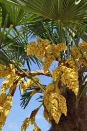 Palmboom `Trachicarpus Fortunei`  stamhoogte 100-120 cm, planthoogte 200-260 cm