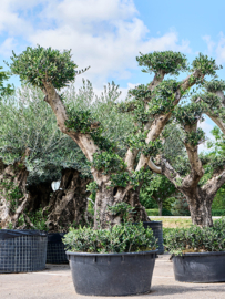 Olijfboom Olea Europaea 'Belezza" Multi Pon Pon, potmaat 75x35, hoogte 195