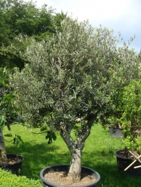 Olijfboom `Rispetto`, stamomtrek 60-70 cm, hoogte 250-300cm