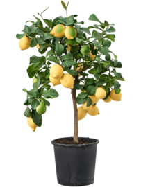Citrusbomen (Citrus Limonia)