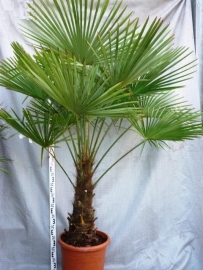 Palmboom `Trachycarpus Fortunei` stamhoogte 70-80cm, totale hoogte 160-180cm