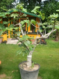 Vijgenboom (Ficus Carica) `Grande` hoogte 150-175cm stamomtrek 35-45cm