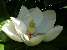 Magnolia Grandiflora `Gallisonensis` Halfstam potmaat 25L, stamomtrek 10-12cm, hoogte 200-250cm