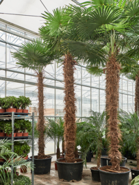Palmboom Trachycarpus Fortunei stamhoogte 300-325 cm, totale hoogte circa 440-460 cm