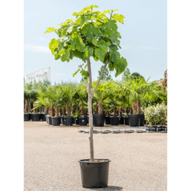Vijgenboom (Ficus Carica) potmaat 45x37, hoogte 170 cm