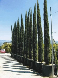 Toscaanse cipres (Cupressus sempervirens) `Stricta`, hoogte 400-425 cm