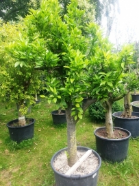 Sinaasappelboom (Citrus Sinensis) `Alto` stamomtrek 40-50cm
