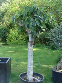 Vijgenboom (Ficus Carica) `Spesso` 