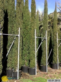 Toscaanse cipres (Cupressus sempervirens) `Stricta`, hoogte 275-300 cm