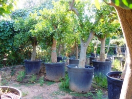 Sinaasappelboom (Citrus Sinensis) `Alto` stamomtrek 50-60cm