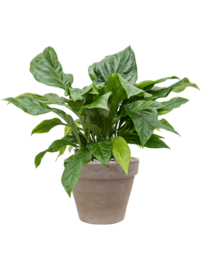 Handgemaakte Terracotta bloempot`Vaso Julietta` Ø60xH50