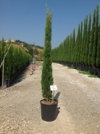 Toscaanse Cipres (Cypres sempervirens) `Stricta`, hoogte 150-175 cm