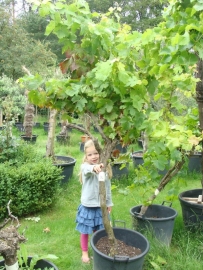 Wijnrank (Vitis Vinifera) hoogte circa 175 cm (circa 30-40 jaar)