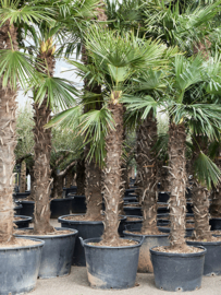 Palmboom Trachycarpus Fortunei stamhoogte 160-180 cm, totale hoogte circa 320-340 cm