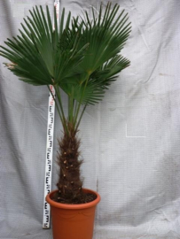 Palmbomen (Trachycarpus)