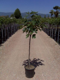 Vijgenboom (Ficus Carica) potmaat 33x28, hoogte 180 cm