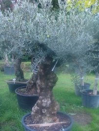 Olijfboom `Collosus`, stamomtrek 80-90 cm, hoogte 175-200cm