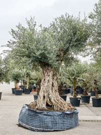 Olijfboom Olea Europaea "Massimo XXXL" - potmaat 200x54 cm, hoogte ca 375 cm