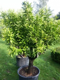 Mandarijnboom. (Citrus Reticulata) Stamomtrek 40-50cm, hoogte 150-175cm