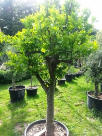 Sinaasappelboom (Citrus Sinensis) `Alto` stamomtrek 40-50cm