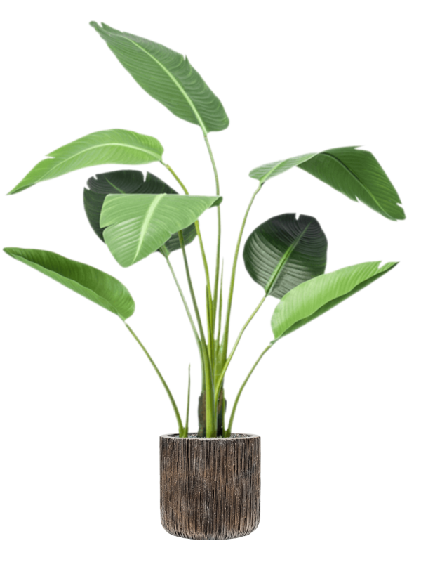 Strelitzia kunstplant (Paradijsvogelplant) H120 x B30 cm