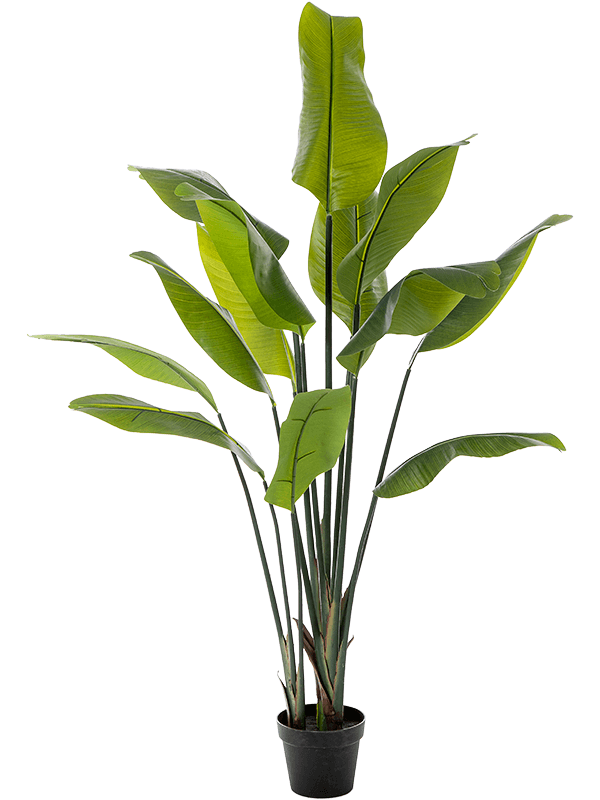 Strelitzia Traveller kunstplant (Paradijsvogelplant) H150 cm