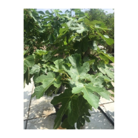 Vijgenboom (Ficus Carica) potmaat 45x37, hoogte 170 cm