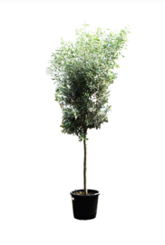 Olijfboom Olea Europaea "Valiente"- potmaat 40x34 cm, hoogte 180 cm