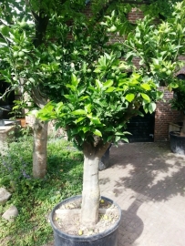 Sinaasappelboom (Citrus Sinensis) `Alto` stamomtrek 50-60cm