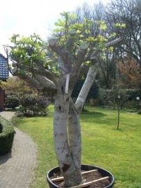 Vijgenboom (Ficus Carica) `Spesso III`
