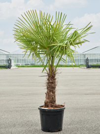 Palmboom Trachycarpus Fortunei stamhoogte 60-80 cm, totale hoogte circa 190-230 cm