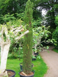 Toscaanse Cipres (Cupressus sempervirens)  `Stricta` hoogte 325 - 350 cm