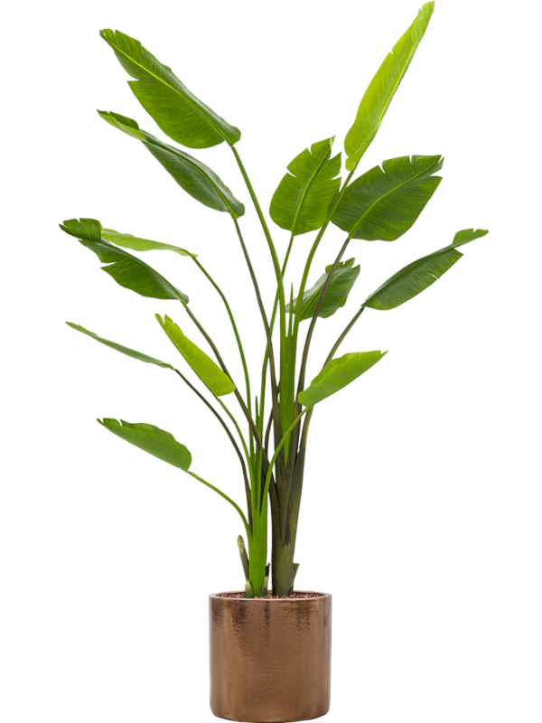 Strelitzia Nicolai kunstplant (Paradijsvogelplant) H180 x B140 cm