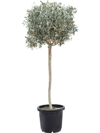 Olijfboom Olea Europaea "Valiente"- potmaat 40x34 cm, hoogte ca 180 cm