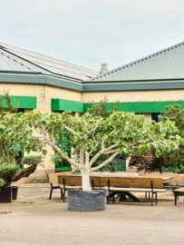 Vijgenboom (Ficus Carica) potmaat 110x55, hoogte 275 cm