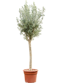 Olijfboom Olea Europaea "Delight"- potmaat 48x37 cm, hoogte ca 230 cm
