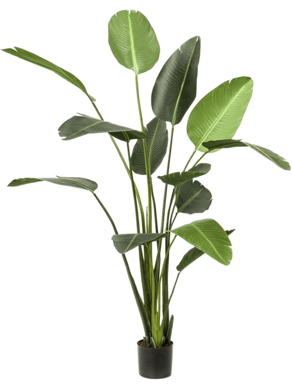 Strelitzia kunstplant (Paradijsvogelplant) H230 x B40 cm