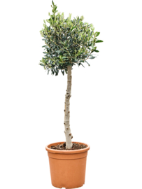 Olijfboom Olea Europaea "Valiente"- potmaat 28x26 cm, hoogte ca 120 cm