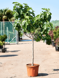 Vijgenboom (Ficus Carica) potmaat 46x37, hoogte 210 cm