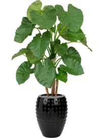 Alocasia (Olifantsoor) kunstplant - hoogte 120 cm