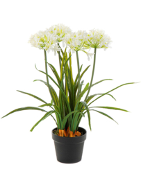 Agapanthus white (Afrikaanse lelie) kunstplant inclusief pot - hoogte 66 cm