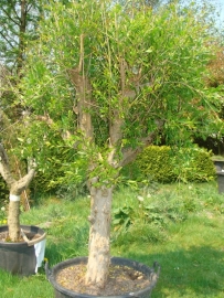 Granaatappelboom (Punica Granatum), 30-40 cm stamomtrek