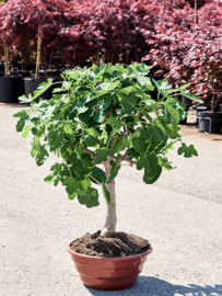 Vijgenboom (Ficus Carica) potmaat 38x25, hoogte 95 cm