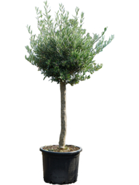 Olijfboom Olea Europaea "Delight"- potmaat 54x40 cm, hoogte ca 185 cm
